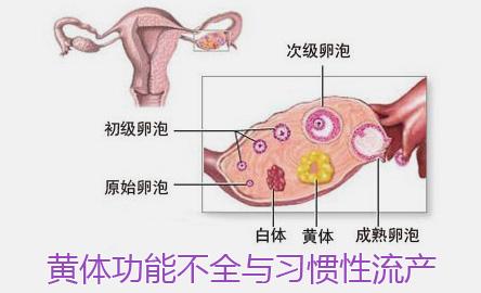 黄体功能不全能做澳门试管婴儿吗