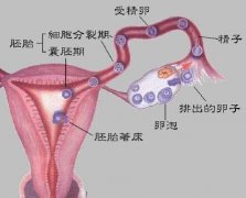 试管婴儿促排卵遇到卵巢反应慢怎么办  　　