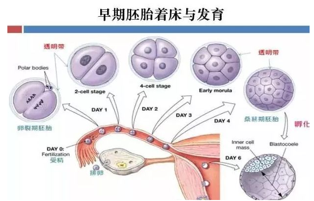 坤和上海试管婴儿胚胎辅助孵化技术