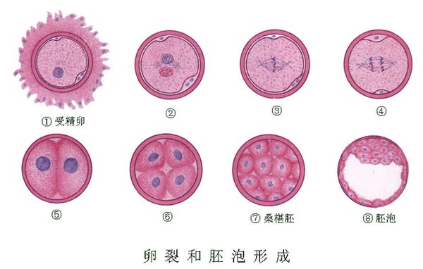 坤和助孕美国试管婴儿周期需要多久