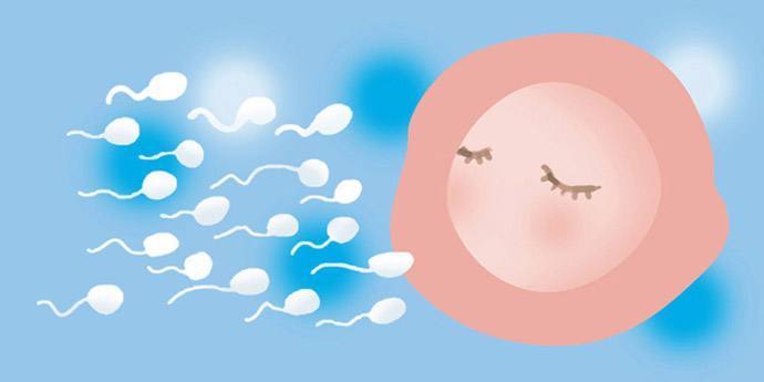 供卵试管婴儿成功率有多少？